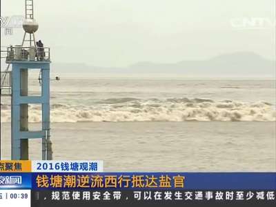 [视频]2016钱塘观潮：钱塘潮逆流西行抵达盐官