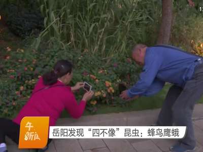 岳阳发现“四不像”昆虫：蜂鸟鹰蛾