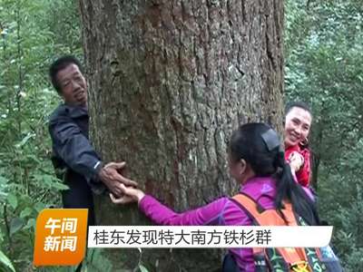 桂东发现特大南方铁杉群