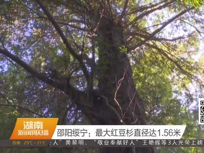 邵阳绥宁：最大红豆杉直径达1.56米