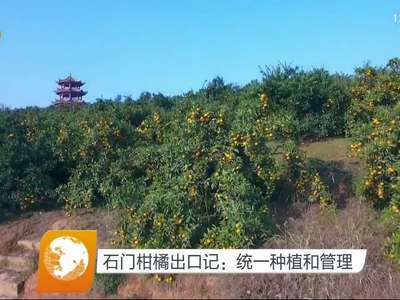 石门柑橘出口记：统一种植和管理