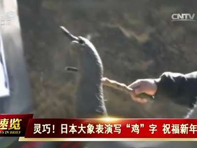 [视频]日本大象表演写“鸡”字 祝福新年