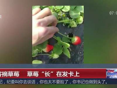 [视频]游客摘草莓 草莓“长”在发卡上