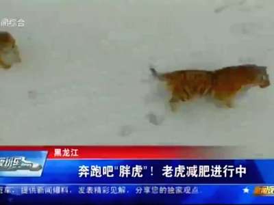 [视频]奔跑吧“胖虎”！ 老虎减肥进行中