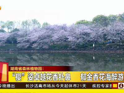 “樱”资卓越花香扑鼻 郁金香花海醉游人