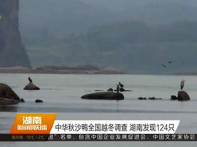 中华秋沙鸭全国越冬调查 湖南发现124只