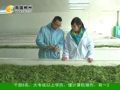 郴州：探访滁口红茶