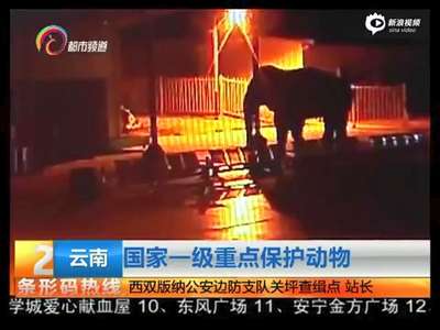 [视频]监拍野象深夜“串门”边防查缉点 踩裂地砖