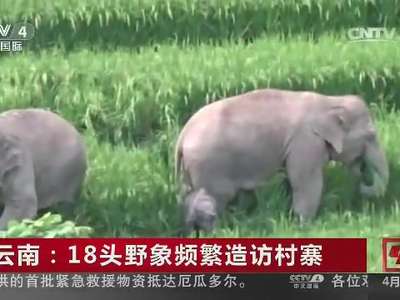[视频]云南：18头野象频繁造访村寨