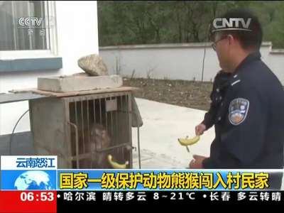 [视频]云南怒江：国家一级保护动物熊猴闯入村民家
