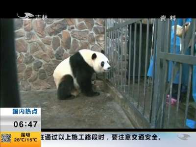 [视频]“假孕”大熊猫“爱浜”的幼仔出生4天后猝死 非常罕见