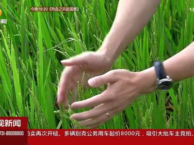 稻谷一搓全是空壳 该收不能收 农民朋友很着急