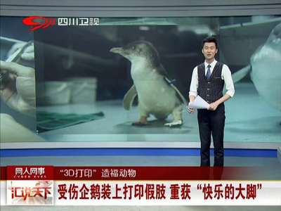 [视频]受伤企鹅装上打印假肢 重获“快乐的大脚”