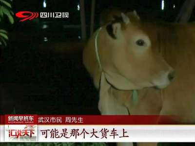 [视频]湖北：“牛魔王”上街散步 逼停汽车引围观