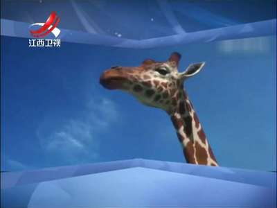 [视频]奇特创意 异想天开 当动物学会“极限运动”