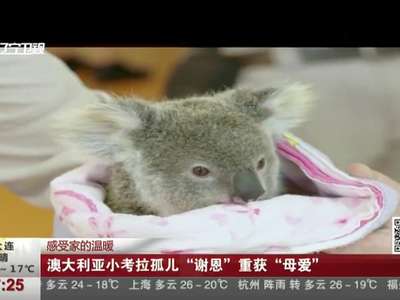 [视频]澳大利亚小考拉孤儿“谢恩”重获“母爱”