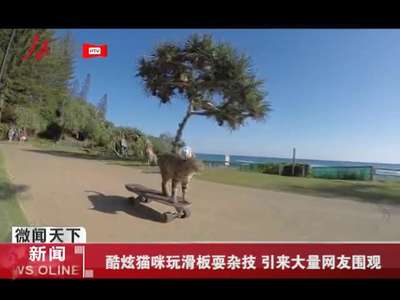 [视频]酷炫猫咪玩滑板耍杂技 引来大量网友围观