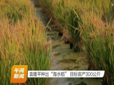 袁隆平种出“海水稻” 目标亩产300公斤