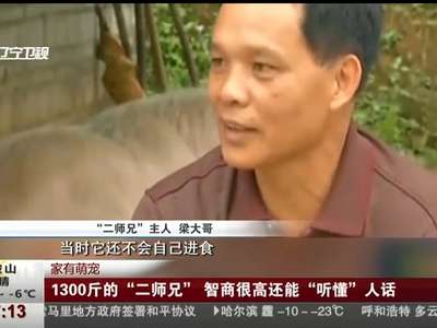 [视频]1300斤的“二师兄”智商很高还能“听懂”人话