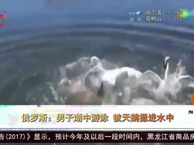 [视频]俄罗斯：男子湖中游泳 被天鹅摁进水中