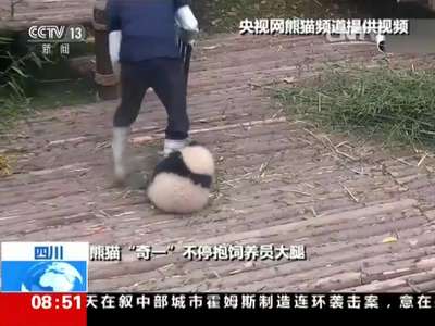 [视频]四川成都：“抱大腿”熊猫宝宝 萌翻全球