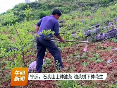 宁远：石头山上种油茶 油茶树下种花生