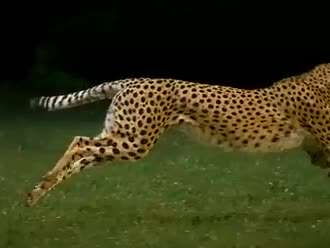 跑的最快的动物是什么