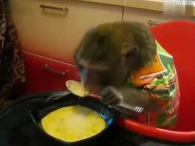 日本餐馆服务新花样 小猴子送啤酒递毛巾