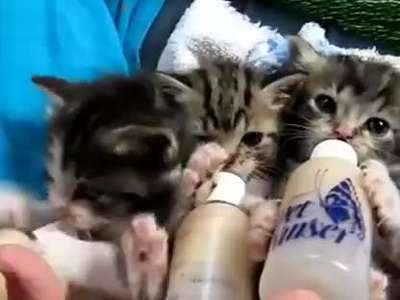 给3只超萌的猫咪宝宝喂奶