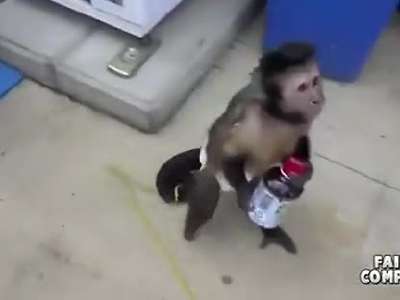 猴子搞笑视频集锦