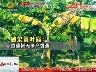 香蕉得“艾滋”？你还敢吃吗？