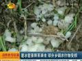 湘西龙山：遭冰雹强降雨袭击 部分乡镇农作物受损