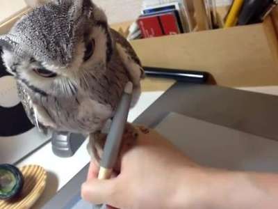 [视频]呆萌猫头鹰成全自动稳定器