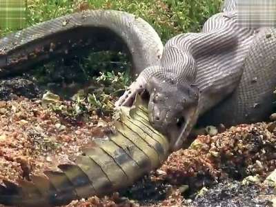 蛇鳄实录 巨蟒生吞近2米长鳄鱼