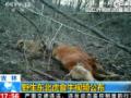 [视频]远红外相机实拍野生东北虎大口食牛现场