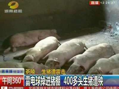 茶陵：生猪遭雷击 雷电球掉进猪棚 400多头生猪遭殃
