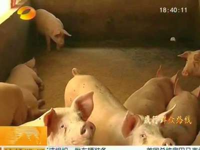 永州冷水滩：130多家养猪场搬迁出城 居民告别多年脏乱臭