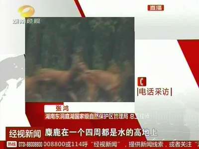 岳阳：两头麋鹿被洪水淹死 还有90头亟待专门保护
