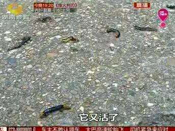 长沙：小区突遭毛毛虫袭击 灭害灵都杀不死