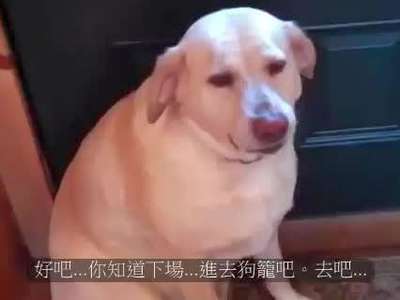 狗狗偷吃猫零食表情超有戏
